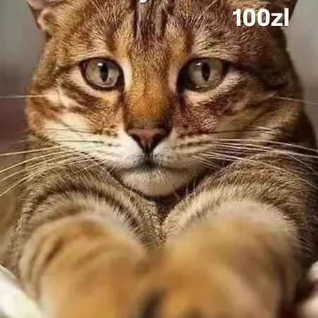 Centrum Panska3 Parking 公寓 华沙